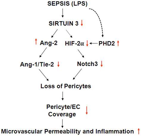 Proposed Mechanisms Of LPS Induced Pericyte Loss And Microvascular