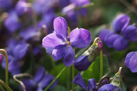 Como Cultivar A Planta Violeta E Ter As Flores Mais Lindas Veja Os