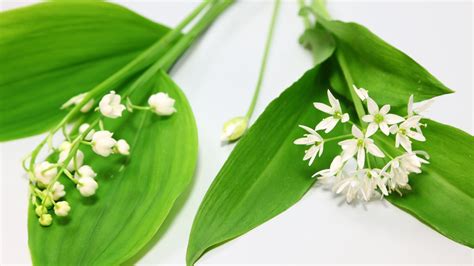 Lail des ours comment récolter et cuisiner cette plante magique