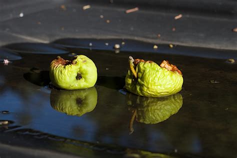 Kostenlose Foto Apfel Frucht Blatt Blume Lebensmittel Gr N