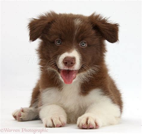 Brown And White Border Collie Puppies Cute Dogs Gallery Collie