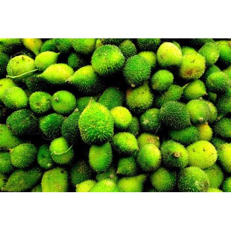 buy aa kakarakaya small bitter gourd   visakhapatnam