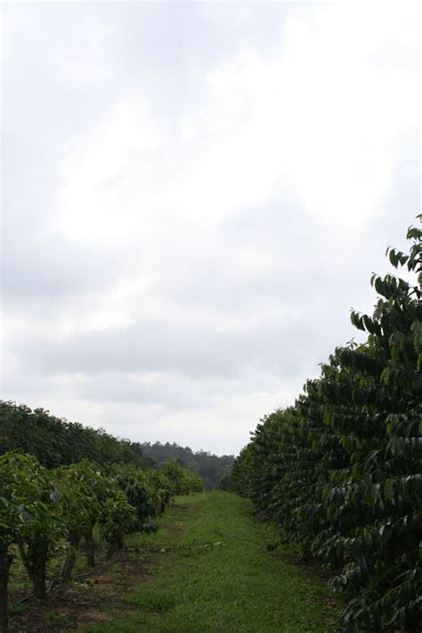 Kona Coffee Farm Photos - Hawaiian Queen Coffee