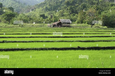 Tiered rice fields, Palawan, Philippines Stock Photo - Alamy