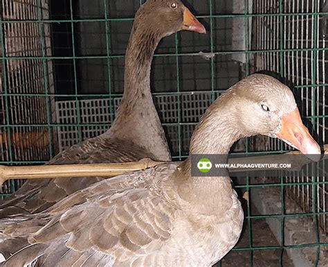 Buy French Toulouse Geese For Sale From Alpha Agventure Farms