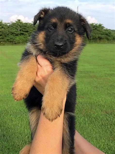 German Shepherd Puppies Indiana Adoption German Shepherd Puppies For