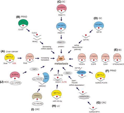 Mechanism of m⁶A on cancer proliferation m⁶A modulates the