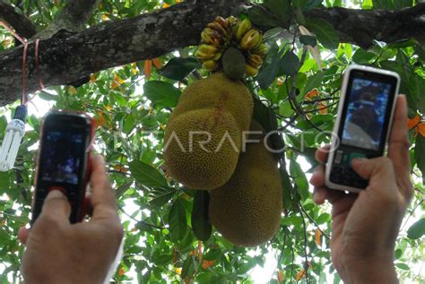 Nangka Berbuah Pisang | ANTARA Foto