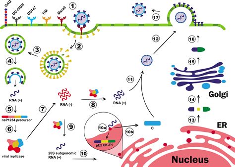 Frontiers Overview On Chikungunya Virus Infection From Epidemiology