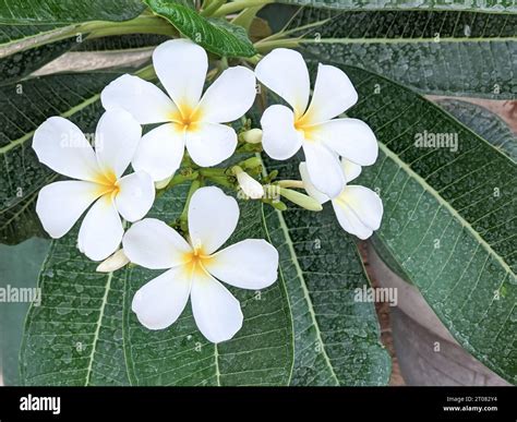 White Frangipani Flower Plumeria Alba Stock Photo Alamy