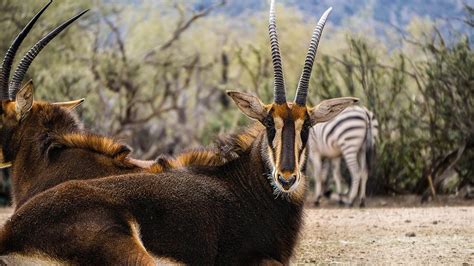 Discover The Diversity Of African Antelopes In Ugandas Wilderness