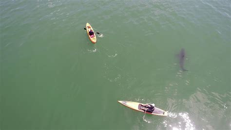 White Shark Investigating Kayakers Youtube