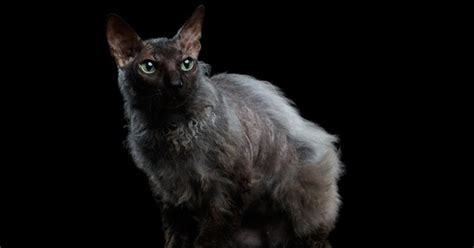 Lykoi Cat Breed Information and Pictures - PetGuide | PetGuide