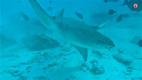 Nurse Sharks Maldives 02 2023 Youtube