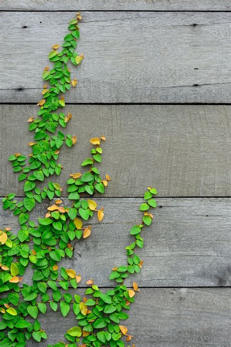 Groene Klimplant Op Witte Muur Stock Foto Image Of Gebladerte