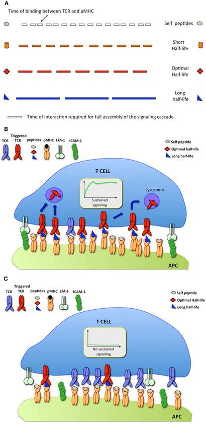 Frontiers The Serial Engagement Model 17 Years After From Tcr