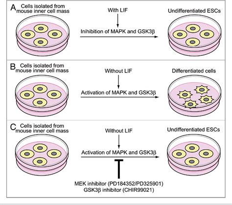 Figure From Ubiquitin Mediated Regulation Of Jak Stat Signaling In