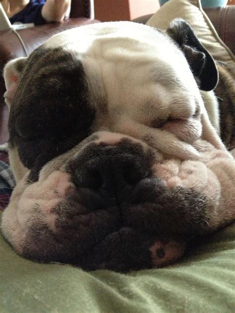 Sleeping bulldog | Sleeping dogs, I love dogs, Dog cat