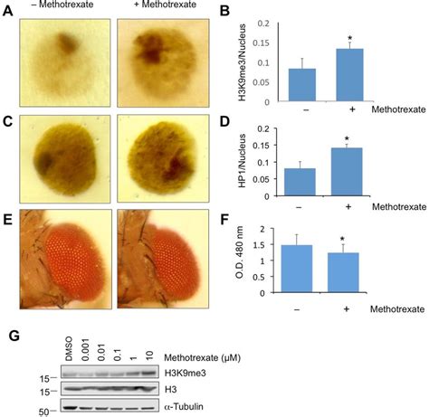 Effects Of Methotrexate On Heterochromatin And Cell Proliferation