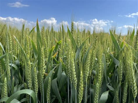 Grano tenero le varietà migliori per le prossime semine L