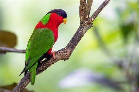 [100+] Lory Bird Wallpapers | Wallpapers.com