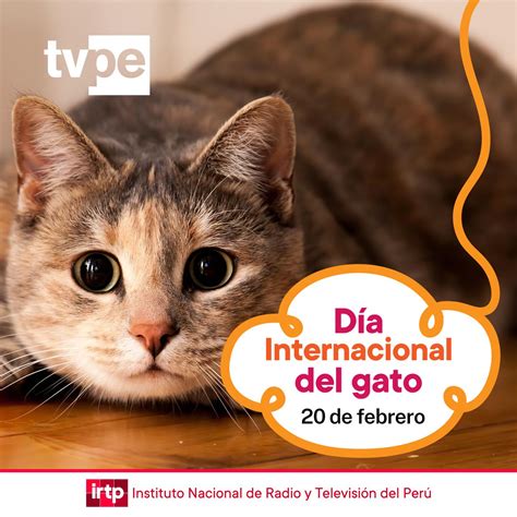 Dia Del Gato 2024 Tv Schedule Ronda Matilda