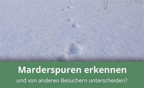 Marderspuren erkennen und verstehen » Infos & Tipps