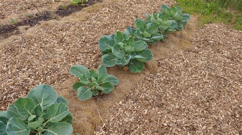 How To Use The Sheet Mulch Method To Create A Garden Bed