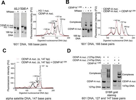 Cenp N Protects Cenp A Nucleosomes From Micrococcal Nuclease Digestion