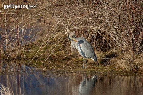 Great Blue Heron Preening Its Feathers In A Marsh Delta British