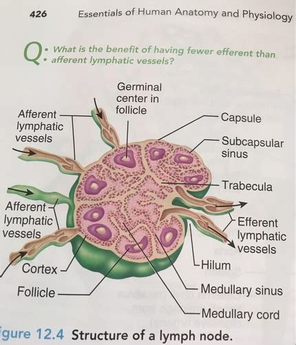 Lymphatic System Flashcards Quizlet