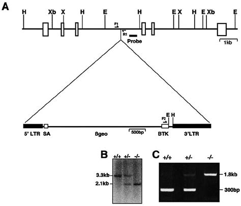 Targeted Mutagenesis Of The Tb Rbp Genomic Locus By The Gene Trap