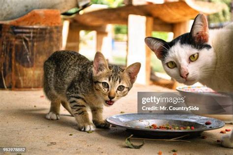 Gray Tortoiseshell Cat Photos and Premium High Res Pictures - Getty Images