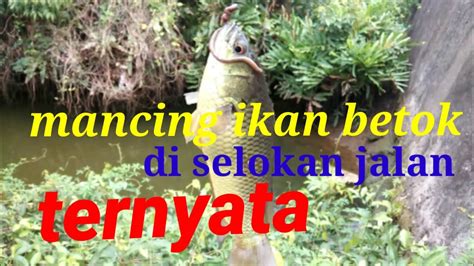 Mancing Ikan Betok Di Selokan Jalan Youtube