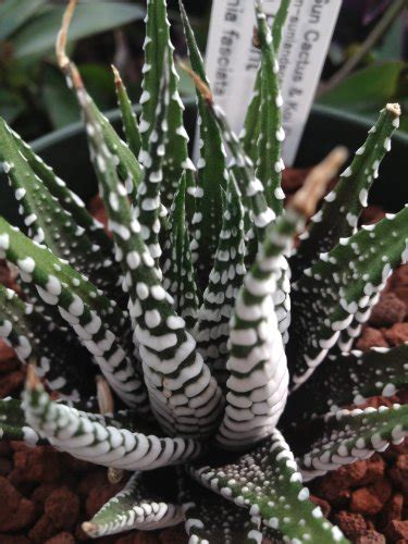 How To Grow And Care For Zebra Haworthia Gardeners Path