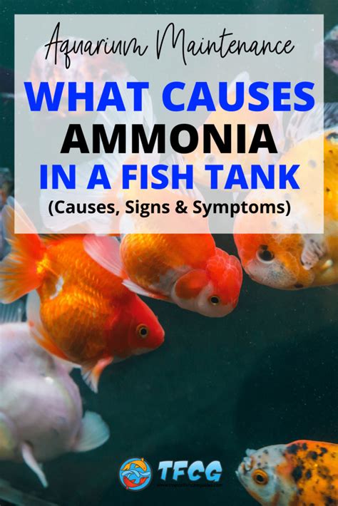 What Causes Ammonia In A Fish Tank Causes Signs And Symptoms Tfcg