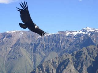 condor de los andes: Habitat del condor andino