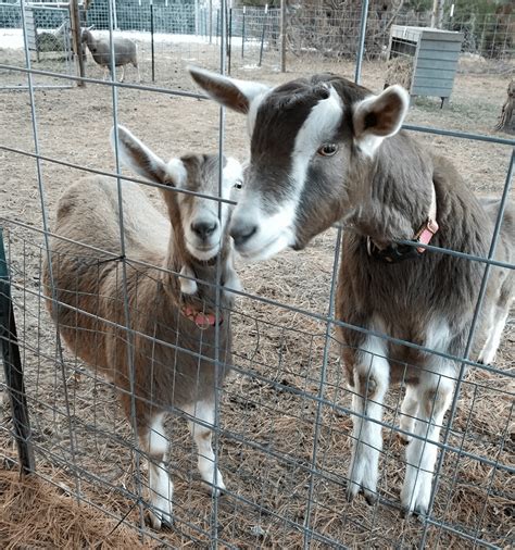 Toggenburg Goat: Moderate Milk Producers for Homesteads