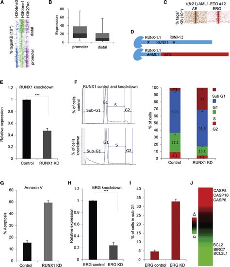 Runx And Erg Are Essential For Kasumi Cells Survival A Heatmap