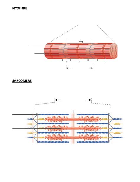 Myofibril + Sarcomere Diagram | Quizlet