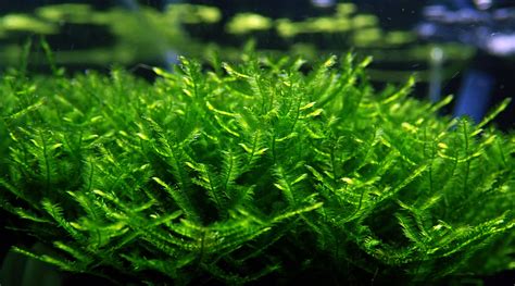 Aquarium Moss for Shrimp and Planted Tanks | Lucky Aquatics