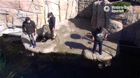 Live Sea Otter Cam Feedings Monterey Bay Aquarium Youtube