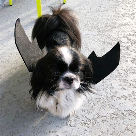 25 Best Small Dog Halloween Costumes.