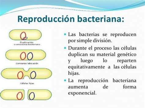 Cómo Se Reproducen Las Bacterias Todo Lo Que Necesitas Saber Cfn