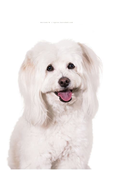 Daisy | Houston Dog Photographer - Texas Equine Photography | Karinda K