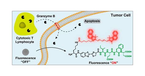 Granzyme B Turns Nanoparticle Fluorescence On For Imaging Cytotoxic T