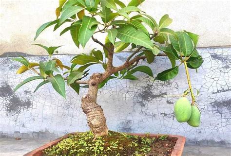 Are Ficus Trees Poisonous To Cats Guide For Pet Owners