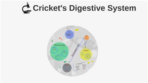 Cricket Digestive System by Simone A on Prezi