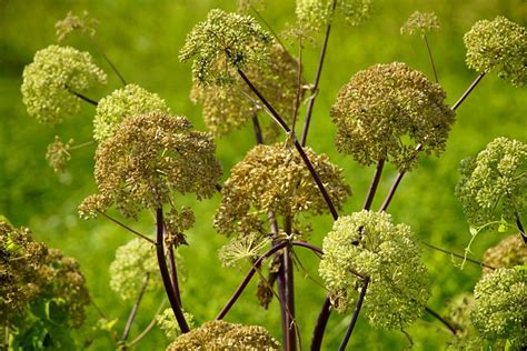 Angelica Flowers Plant - Free photo on Pixabay - Pixabay