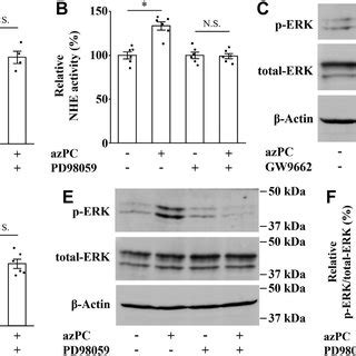 Role of extracellular signal-regulated kinase (ERK) in... | Download Scientific Diagram